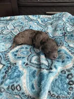 Merle Male , a male Poodle - Toy  for sale in Salisbury, NC – 1 of 6