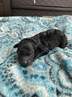 Male black , a male Poodle - Toy  for sale in Salisbury, NC – 2 of 7