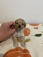 Cream abstract , a female Poodle - Toy  for sale in Lexington, NC – 5 of 7