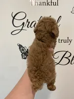 Red abstract , a female Poodle - Miniature  for sale in Lexington, NC – 8 of 10
