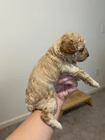 Apricot , a female Poodle - Toy  for sale in Lexington, NC – 3 of 6