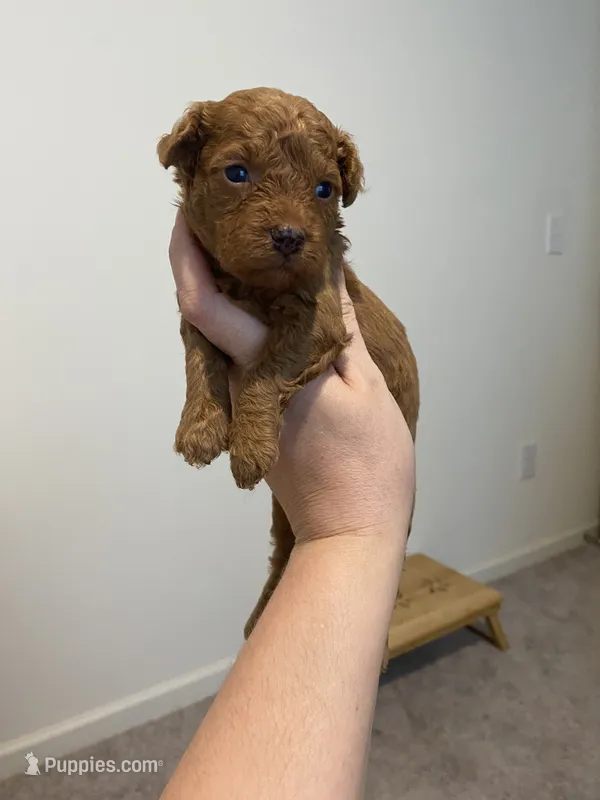 Male red   – Poodle - Miniature  puppy for sale in Lexington, NC