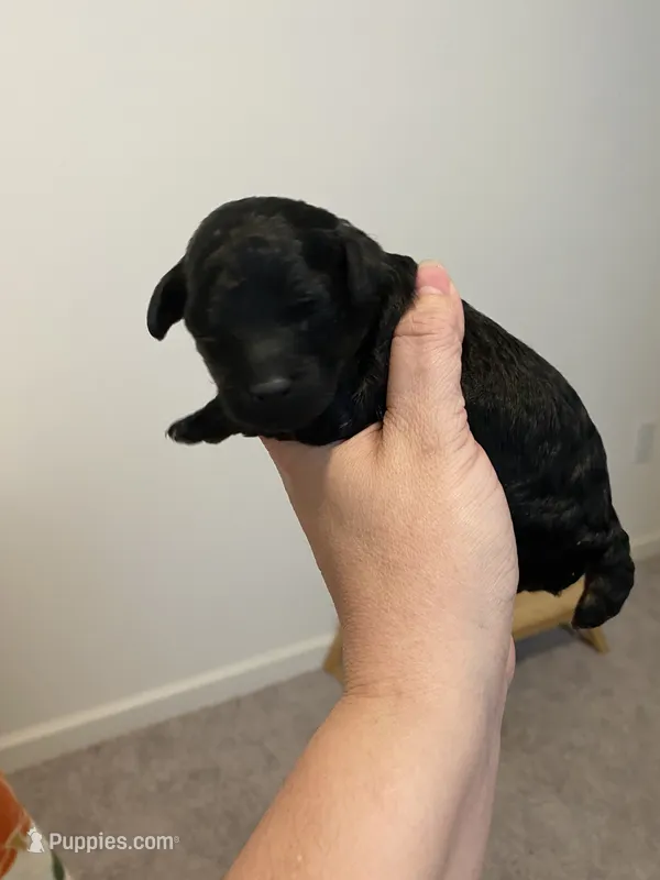 Male black  – Poodle - Toy  puppy for sale in Lexington, NC