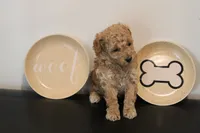 Dark Apricot, a male Poodle - Toy  for sale in Lexington, NC – 3 of 4