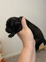 Male black , a male Poodle - Toy  for sale in Lexington, NC – 3 of 4