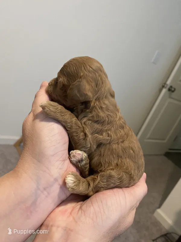 Red abstract  – Poodle - Miniature  puppy for sale in Lexington, NC