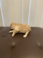 Cream abstract , a female Poodle - Toy  for sale in Salisbury, NC – 5 of 7