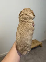 Apricot , a female Poodle - Toy  for sale in Lexington, NC – 4 of 6