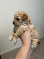 Apricot , a female Poodle - Toy  for sale in Lexington, NC – 6 of 6
