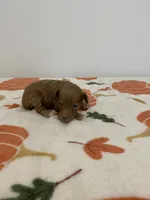 Red abstract , a female Poodle - Miniature  for sale in Lexington, NC – 4 of 4