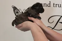 Merle #2, a male Poodle - Toy  for sale in Lexington, NC – 4 of 5