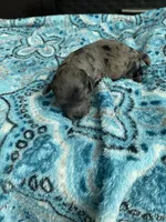 Merle Male , a male Poodle - Toy  for sale in Salisbury, NC – 3 of 6
