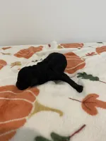 Male black , a male Poodle - Toy  for sale in Lexington, NC – 3 of 3