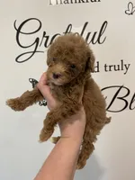 Red abstract , a female Poodle - Miniature  for sale in Lexington, NC – 5 of 10