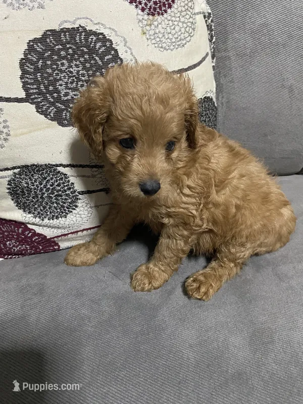 Red   – Cavalier King Charles Spaniel, Poodle - Miniature  puppy for sale in Salisbury, NC