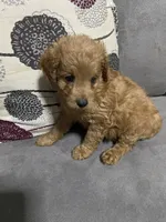 Red  , a male Cavalier King Charles Spaniel and Poodle - Miniature  for sale in Salisbury, NC – 1 of 3