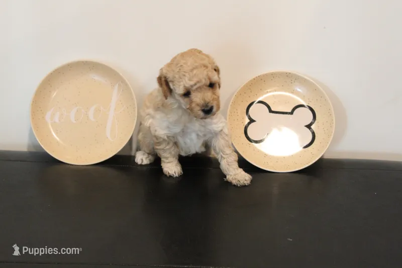 Apricot  – Poodle - Toy  puppy for sale in Lexington, NC