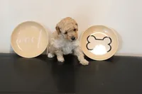 Apricot , a female Poodle - Toy  for sale in Lexington, NC – 1 of 3