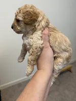 Apricot , a female Poodle - Toy  for sale in Lexington, NC – 5 of 6