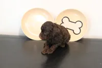 Chocolate phantom , a male Poodle - Miniature  for sale in Lexington, NC – 4 of 5