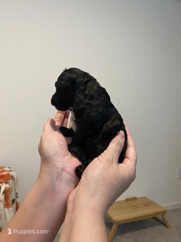 Black abstract  – Poodle - Miniature  puppy for sale in Lexington, NC