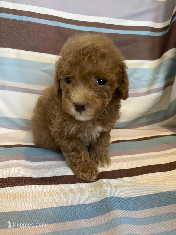 Red abstract  – Poodle - Miniature  puppy for sale in Lexington, NC