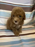 Red abstract , a female Poodle - Miniature  for sale in Lexington, NC – 1 of 10