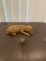 Male red  , a male Poodle - Miniature  for sale in Salisbury, NC – 3 of 3