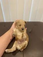 Apricot abstract, a male Poodle - Toy  for sale in Salisbury, NC – 6 of 6
