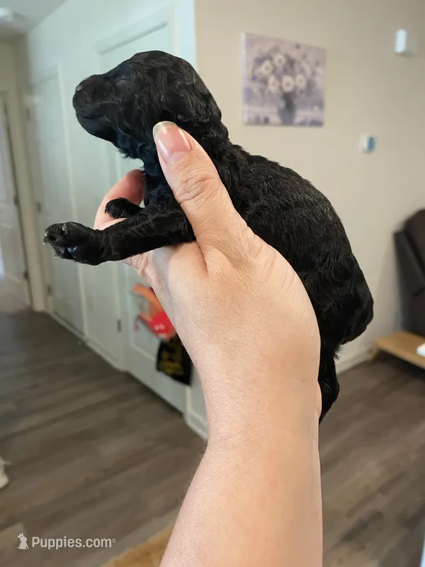 Male black  – Poodle - Toy  puppy for sale in Lexington, NC