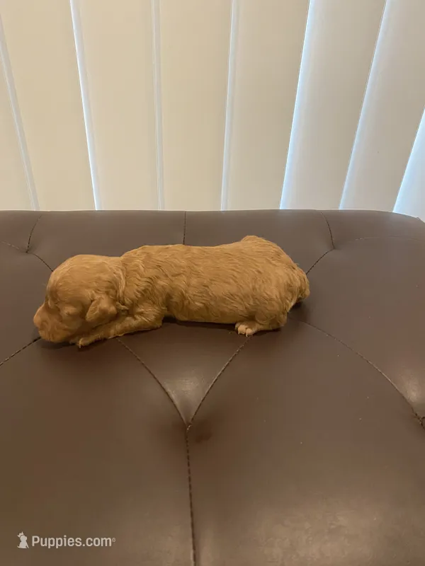 Male red   – Poodle - Miniature  puppy for sale in Salisbury, NC