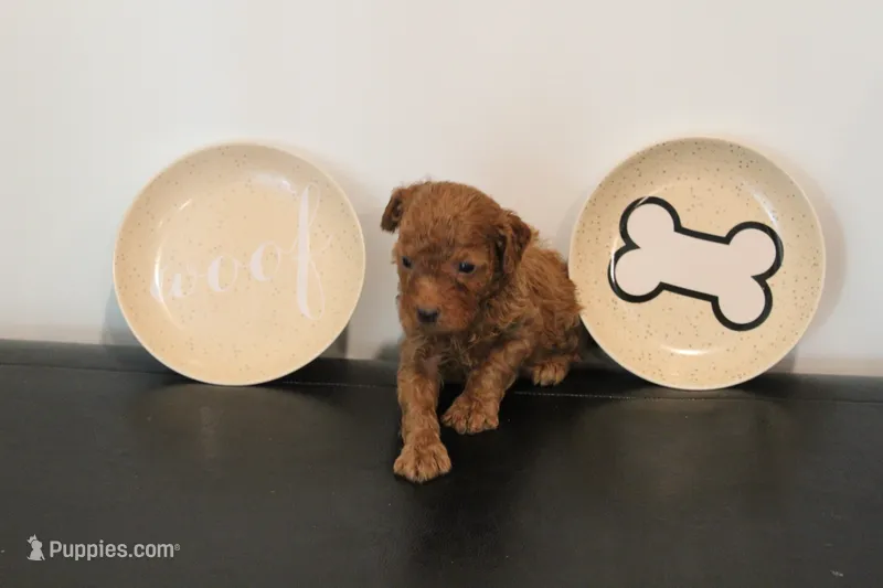 Male red   – Poodle - Miniature  puppy for sale in Lexington, NC