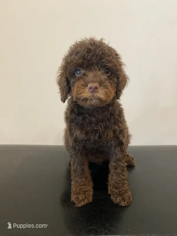 Chocolate Phantom  – Poodle - Miniature  puppy for sale in Lexington, NC