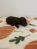 Chocolate phantom , a male Poodle - Miniature  for sale in Lexington, NC – 3 of 3