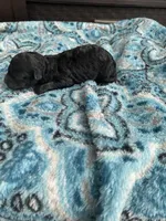 Male black , a male Poodle - Toy  for sale in Salisbury, NC – 3 of 7