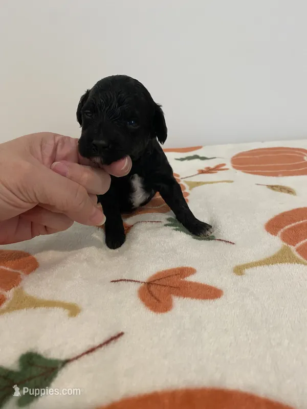 Black abstract  – Poodle - Miniature  puppy for sale in Salisbury, NC