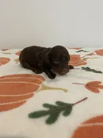 Chocolate phantom , a male Poodle - Miniature  for sale in Lexington, NC – 2 of 3