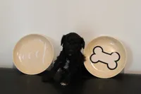 Black abstract , a male Poodle - Miniature  for sale in Lexington, NC – 3 of 3