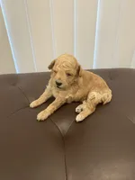 Apricot abstract, a male Poodle - Toy  for sale in Salisbury, NC – 1 of 6