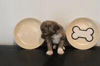 Chocolate Merle phantom , a male Poodle - Miniature  for sale in Lexington, NC – 7 of 7