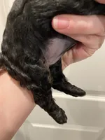 Female black ghost phantom, a female Poodle - Toy  for sale in Lexington, NC – 8 of 9
