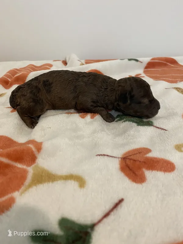 Merle Phantom  – Poodle - Toy  puppy for sale in Salisbury, NC