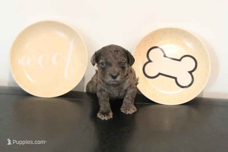 Merle #2 – Poodle - Toy  puppy for sale in Lexington, NC