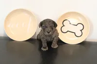 Merle #2, a male Poodle - Toy  for sale in Lexington, NC – 1 of 5