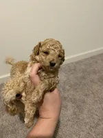 Dark Apricot, a male Poodle - Toy  for sale in Lexington, NC – 2 of 5