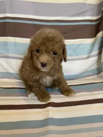 Red abstract , a female Poodle - Miniature  for sale in Lexington, NC – 2 of 10