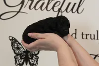Female Phantom , a female Poodle - Toy  for sale in Lexington, NC – 5 of 5