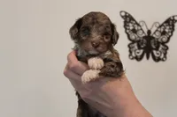 Chocolate Merle phantom , a male Poodle - Miniature  for sale in Lexington, NC – 5 of 7