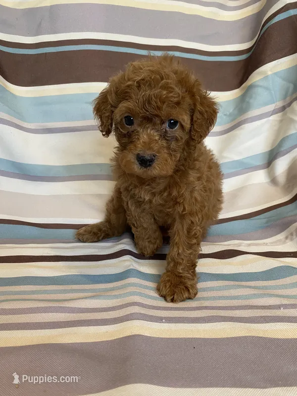Male red   – Poodle - Miniature  puppy for sale in Lexington, NC