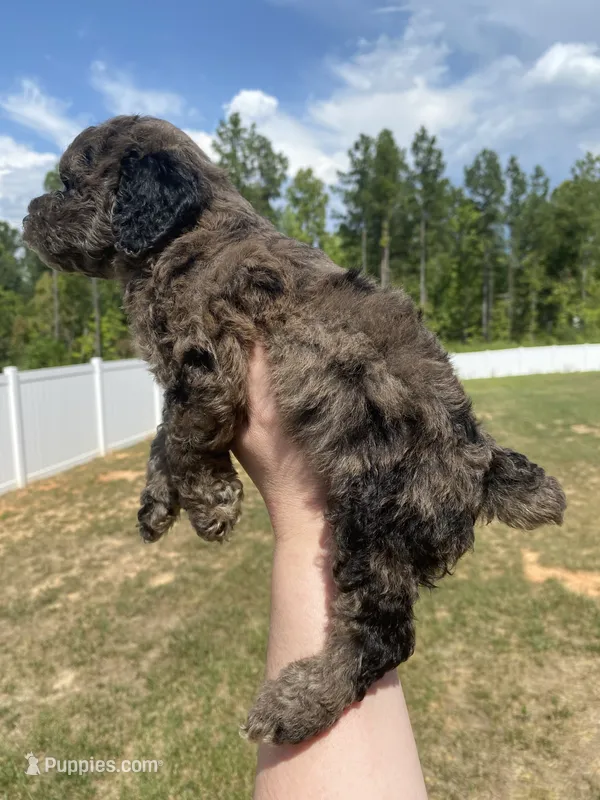 Merle #2 – Poodle - Toy  puppy for sale in Lexington, NC